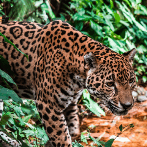 BELIZE ZOO ADVENTURE